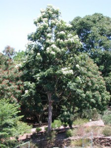 Queensland Maple