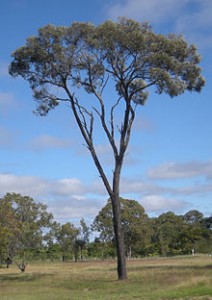 Brigalow