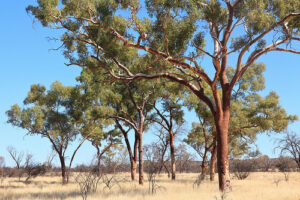 Bloodwood Tree