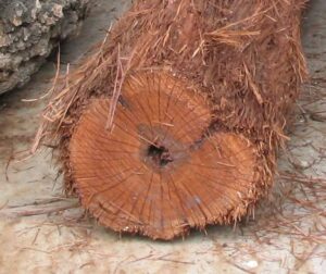 Hairy Oak2